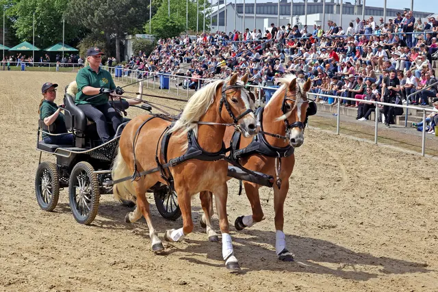 Kutschen | Foto: Wolfgang Neuberth 