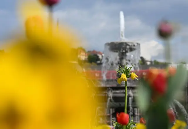 Frühlingsgefühle ade: Stattdessen sind im Land häufig Schauer möglich. (Archivbild) | Foto: Katharina Kausche/dpa