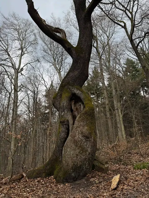 Alter Baum am Wegesrand | Foto: Marco Schlindwein