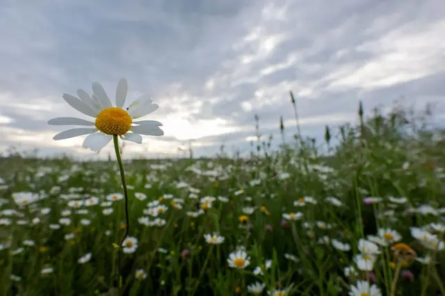 Die Woche in Baden-Württemberg beginnt grau und vereinzelt mit Schauern, sagt der Deutsche Wetterdienst. (Archivbild) | Foto: Thomas Warnack/dpa