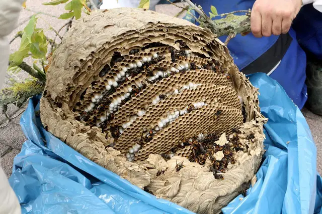 Blick ins Innere eines Hornissennests: Die Asiatische Hornisse breitet sich in Deutschland weiter aus und sorgt für Diskussionen über Zuständigkeit und Kosten. | Foto: Imkerverband Rheinland-Pfalz
