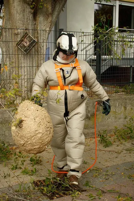 Ein Fachmann entfernt ein Hornissennest unter Schutzkleidung: Der Umgang mit der Asiatischen Hornisse wird zunehmend zur praktischen Herausforderung. | Foto: Imkerverband Rheinland-Pfalz