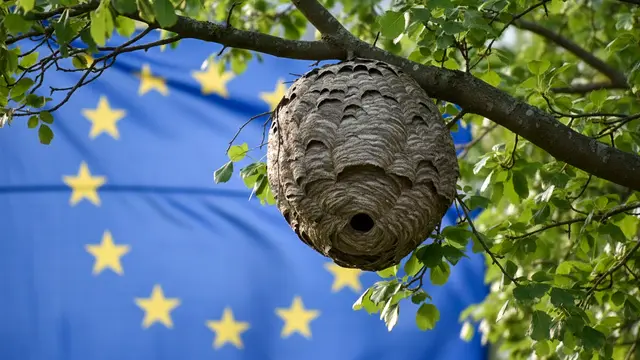 Symbolbild: Ein Wespennest vor EU-Flagge – die Ausbreitung der Asiatischen Hornisse sorgt für Streit über Zuständigkeit, Kosten und europäische Vorgaben. | Foto: Imkerverband Rheinland-Pfalz mit KI erstellt