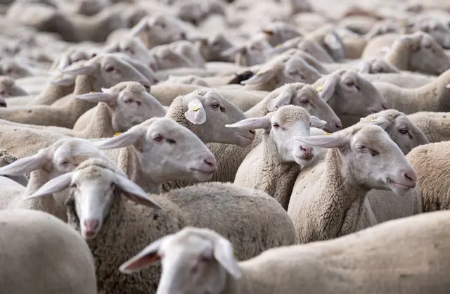 Die toten Tiere weisen Bisswunden auf. (Symbolbild) | Foto: Sven Hoppe/dpa