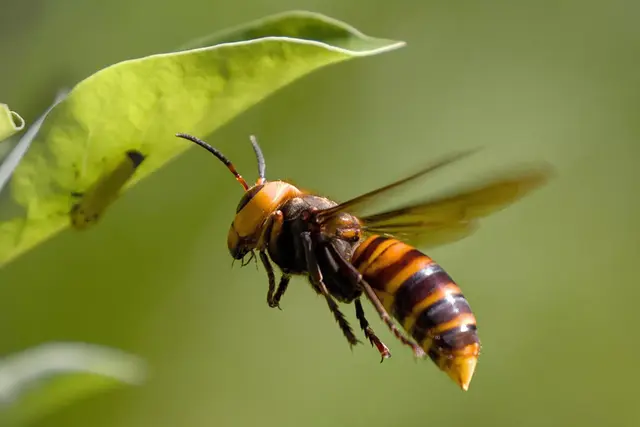 Eine Asiatische Hornisse im Flug: Die invasive Art ist an ihrem gelben Kopf und dem gebänderten Hinterleib zu erkennen. | Foto: Der Weg / Pixabay