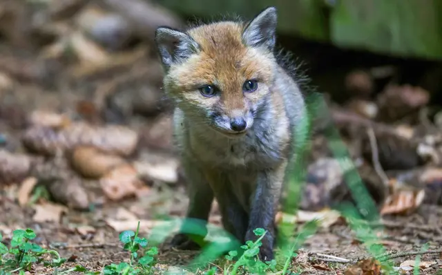 Der Fuchs wurde einer Tierschutzorganisation übergeben. (Symbolbild) | Foto: Thomas Warnack/dpa