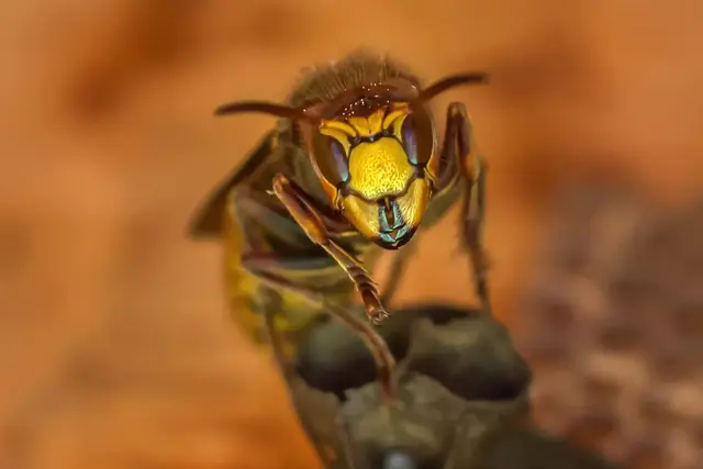 Nahaufnahme einer Asiatischen Hornisse: Die invasive Art breitet sich weiter aus und sorgt für Streit über Zuständigkeit und Kosten. | Foto: David Hablützel/Pixabay