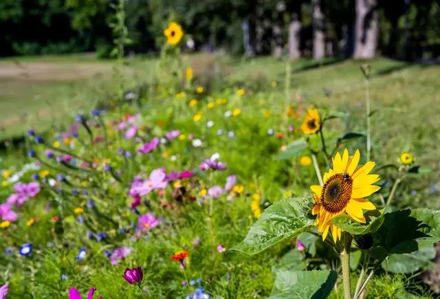 Wer im Garten oder auf dem Balkon etwas für Insekten tut, kann jetzt Fotos für eine Speyerer Aktion einreichen. | Foto: Klaus Venus