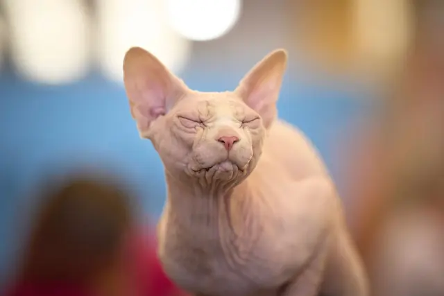 Sphynx-Katzen sind eine nahezu haarlose Katzenrasse. (Symbolbild) | Foto: Vadim Ghirda/AP/dpa