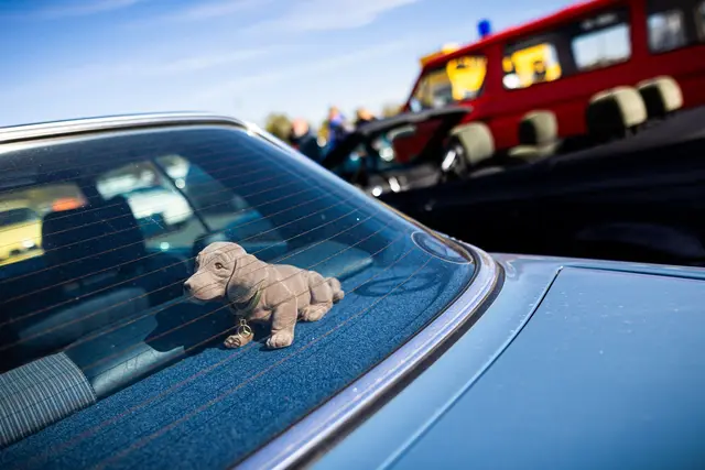 Seltenes Tier oder aussterbende Art? Der Wackeldackel versieht laut einer Umfrage in rund zwei Prozent der Autos in Deutschland seinen treuen Dienst. | Foto: dpa