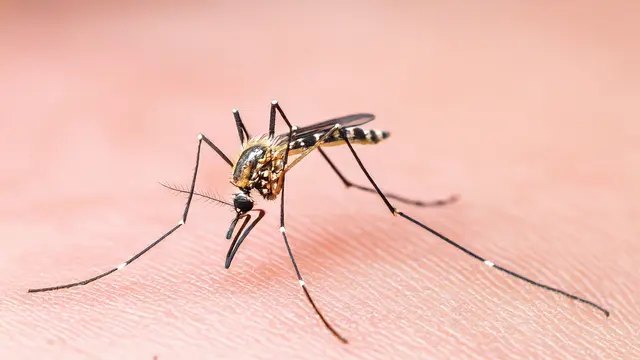 Asiatische Tigermücke | Foto: Heike Schwitalla/Archiv