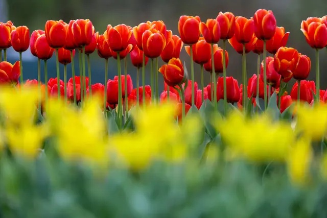 Im Südwesten breitet sich der Frühling aus. (Archivbild) | Foto: Thomas Warnack/dpa