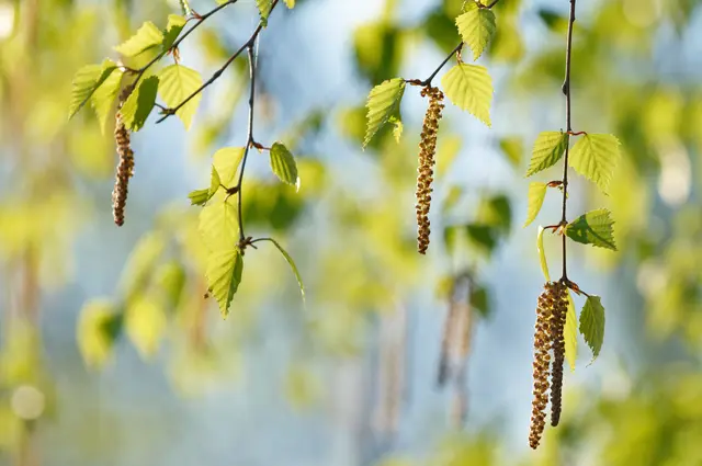 In der Pfalz bleibt die Birkenpollen-Belastung laut DWD mittel bis hoch | Foto: sandsun/stock.adobe.com
