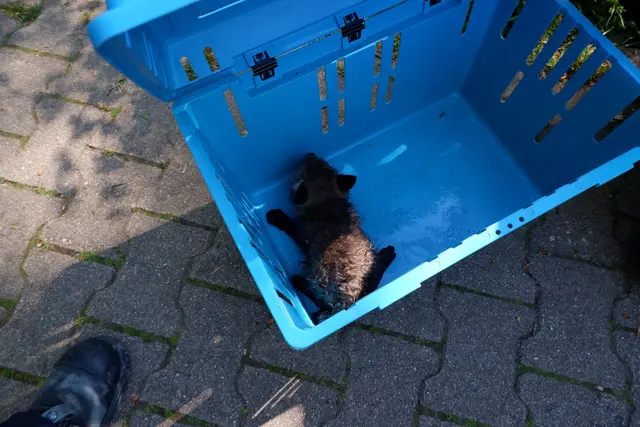 Mit viel Geduld und einem Kescher gelingt die Rettung. | Foto: -/Feuerwehr Stuttgart/dpa