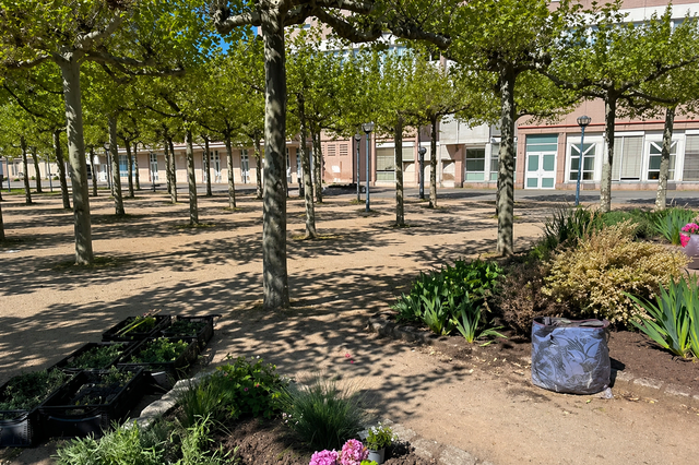 Der Platanenhain bei der Bepflanzung der Beete durch die Initiative "Wir vom Berliner Platz" | Foto: Wir vom Berliner Platz