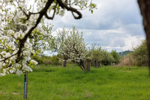 Gerade im Frühjahr sind die Wiesen mit ihren blühenden Bäumen ein toller Anblick.  | Foto: Jörg Halisch/dpa