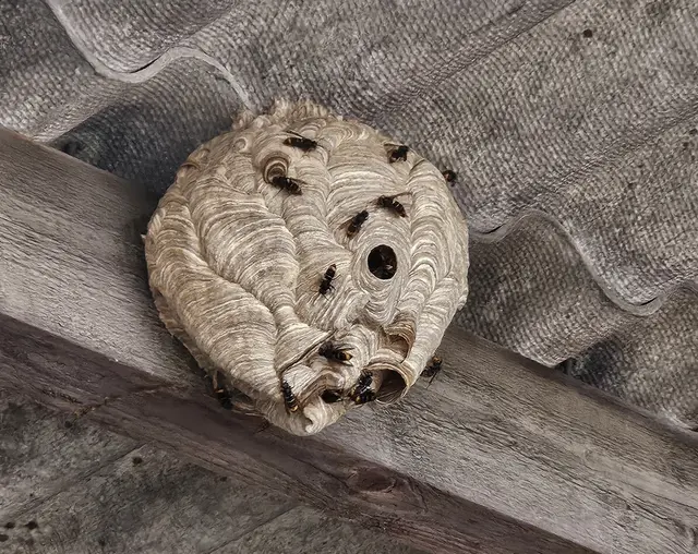 Nest der Asiatischen Hornisse unter einem Dach | Foto: Andreas Presuhn