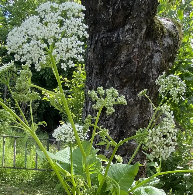 Sommer: Filigrane Giersch-Blüten im sommerlichen Garten. | Foto: Martina Munz