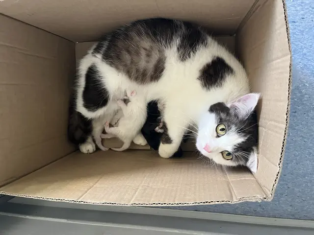 In einem Karton auf einem Wanderparkplatz wurden eine Katzenmutter und sechs wenige Tage alte Jungtiere entdeckt. Die Polizei ermittelt wegen eines Verstoßes gegen das Tierschutzgesetz. | Foto: Polizeiinspektion Dahn