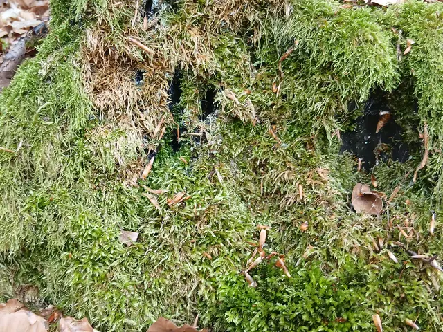 Im Versteck | Foto: ELISABETH WEBER
