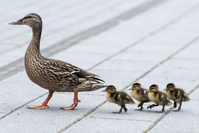 Eine Entenfamilie wie diese beschäftigte die Einsatzkräfte in Stuttgart. (Symbolbild) | Foto: Federico Gambarini/dpa