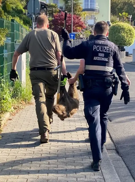 Das Tier wurde wohlbehalten im Wald ausgesetzt | Foto: Polizeiinspektion Bad Ems/dpa