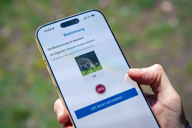 Standortdaten aktivieren - Hilfe suchen: Die App listet Anlaufstellen und Fachleute auf, die den Wildtieren helfen können. | Foto: dpa