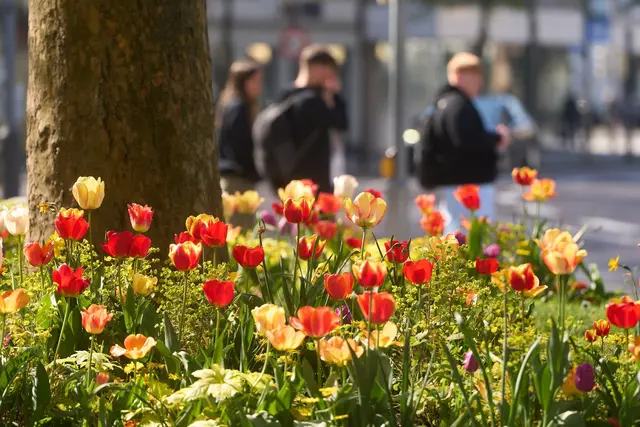 Sonne ist auch in den nächsten Tagen zu erwarten. (Archivbild) | Foto: Thomas Frey/dpa
