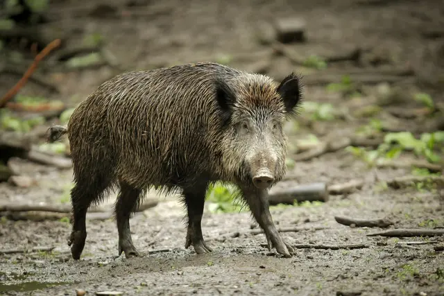 Wildschweine können durch ihre Ernährung Radioaktivität aufweisen. (Symbolbild) | Foto: Fredrik von Erichsen/dpa