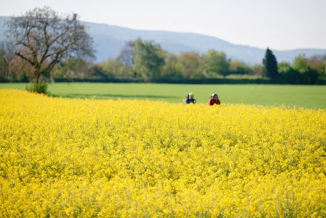 Laut Vorhersagen erreichen die Temperaturen am Samstag bis zu 23 Grad, im Rheintal können es auch jenseits 25 Grad werden. (Archivbild) | Foto: Uwe Anspach/dpa