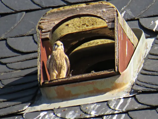 Auch der Turmfalke hörte dem Chor zu | Foto: Brigitte Melder