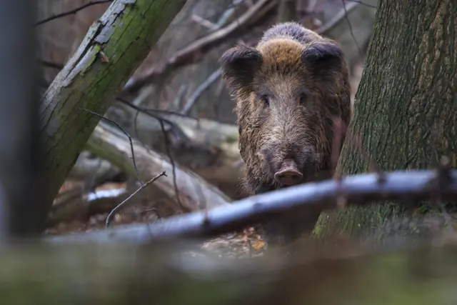 Die Lage um Mainz entspannt sich, seit einem Jahr gab es keinen Fall von Afrikanischer Schweinepest | Foto: losonsky/stock.adobe.com