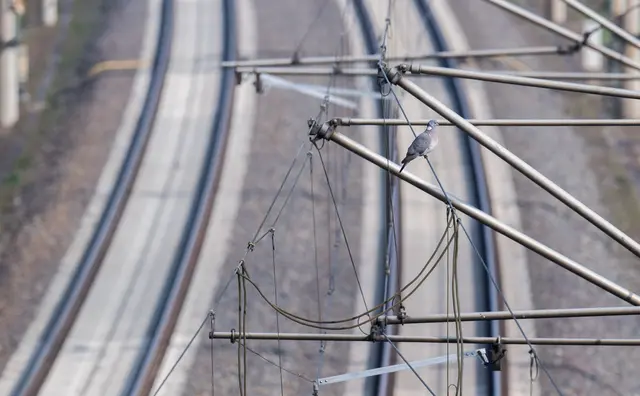 Wegen eines gerissenen Tragseils in der Oberleitung fahren am Ulmer Hauptbahnhof weder Fern- noch Regionalzüge. (Symbolbild) | Foto: Julian Stratenschulte/dpa