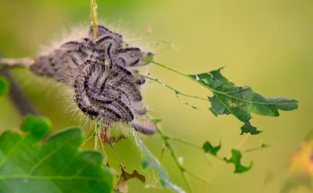 Eichenprozessionsspinner: Ab Mai haben die Raupen ihre gefährlichen Brennhaare (Archivbild) | Foto: Philipp Schulze/dpa/dpa-tmn