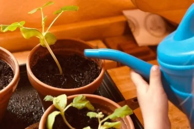 Beim Gießen übernehmen Kinder Verantwortung für Pflanzen und Umwelt. | Foto: Waldorf-Kindergarten Neustadt