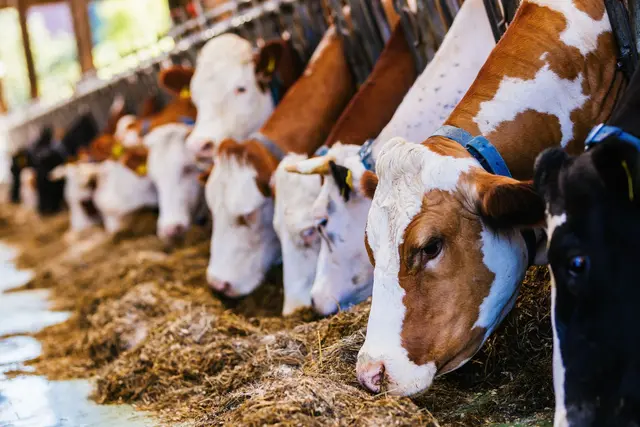 Landesbauernverband: Existenzgefährdenden Einbußen bei Milchviehbetrieben. (Archivbild) | Foto: Philipp von Ditfurth/dpa