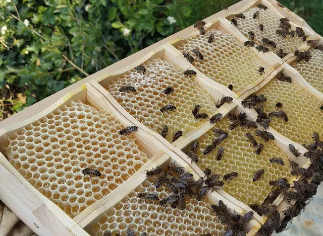 Die Amerikanische Faulbrut ist bei Bienen im Raum Weilerbach festgestellt worden. Das Foto zeigt die Waben eines Bienenstocks (Symbolfoto) | Foto: Kreisverwaltung KL/gratis