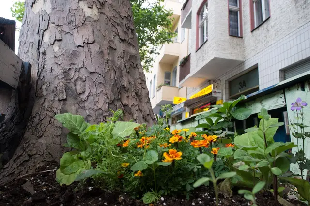 In Großstädten sieht man häufig kleine Beete mit hübschen Blumen um die Straßenbäume herum. | Foto: dpa