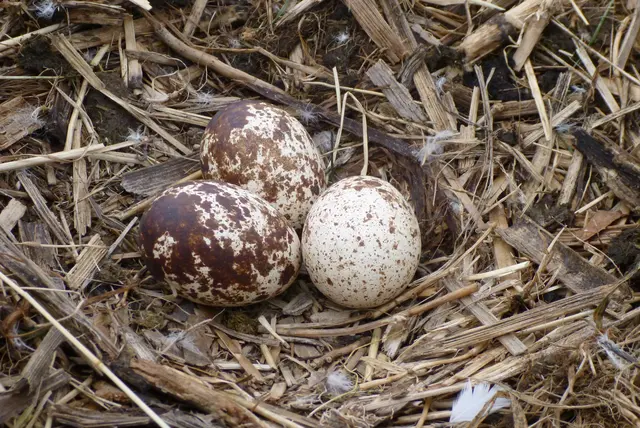 Drei Eier des Fischadlers im Nest | Foto: NABU/Daniel Schmidt-Rothmund