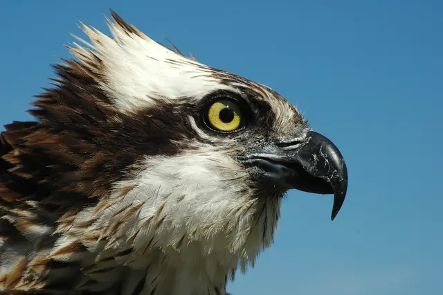 Fischadler | Foto: NABU/Daniel Schmidt-Rothmund