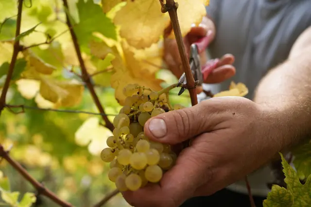 Die Weinlese in Rheinland-Pfalz fiel schlechter aus als in den Vorjahren. (Archivbild) | Foto: Thomas Frey/dpa