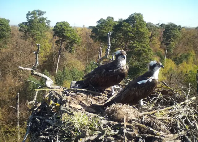 Fischadlerpaar Chronos und Kepler im Horst | Foto: NABU/Daniel Schmidt-Rothmund