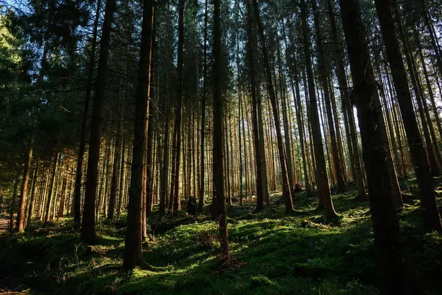Die Waldbrandgefahr steigt laut DWD bis zum Donnerstag an. (Symbolbild) | Foto: Jan-Philipp Strobel/dpa