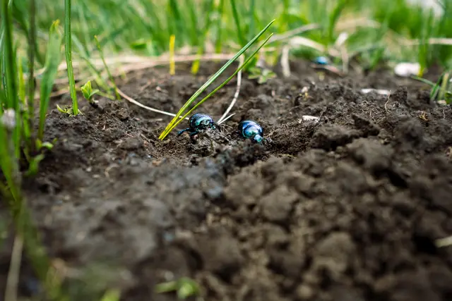 Das Leben im Boden hält unsere Ökosysteme erst am Laufen. | Foto: Lukas/stock.adobe.com