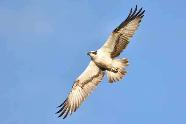 Fliegender Fischadler | Foto: NABU/Eberhard Körner