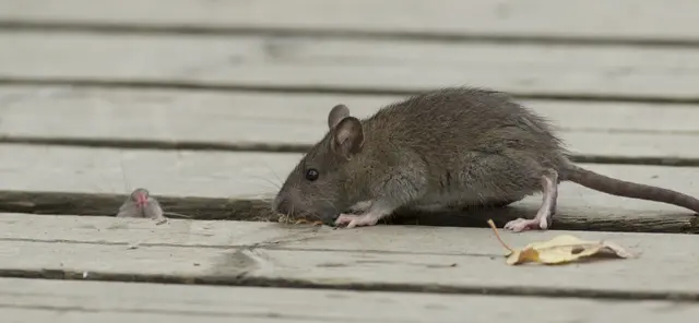 Ratte Symbolbild | Foto: John Sandoy/stock.adobe.com