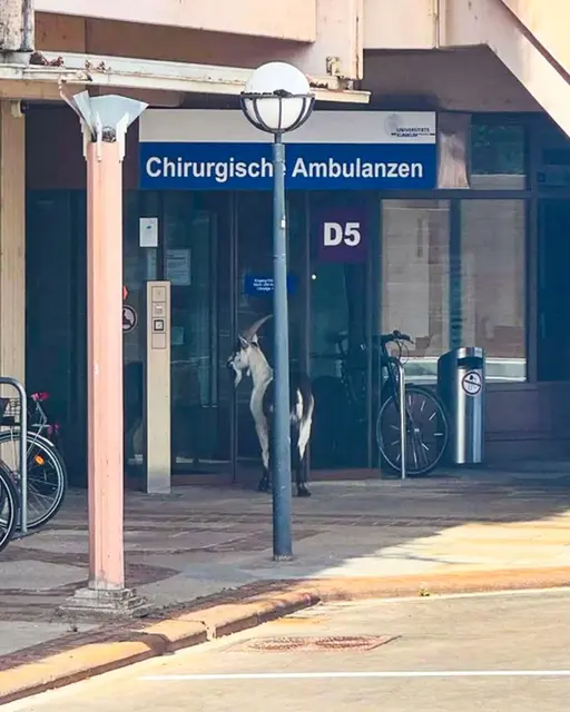 Ziegenbock vor Kliniktür - Wo bin ich denn hier gelandet?  | Foto: -/Universität Freiburg/dpa