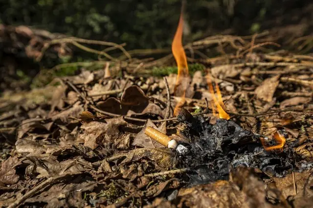 Waldbrandgefahr im Pfälzerwald: Wenn es im Pfälzerwald trocken und windig ist, kann schon eine Zigarette oder ein Funke zum Brand werden | Foto: Jonathan Fieber Landesforsten Rheinland-Pfalz / Jonathan Fieber