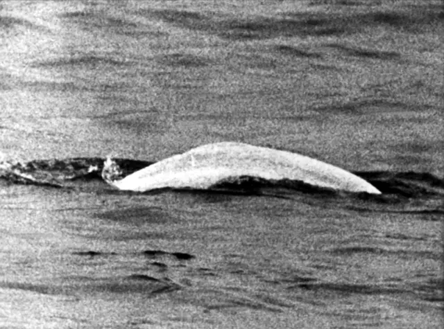 Weißer Wal im trüben Rhein: Fast einen Monat lang war Moby Dick 1966 zwischen Duisburg und Rheinland-Pfalz unterwegs. | Foto: picture alliance / dpa