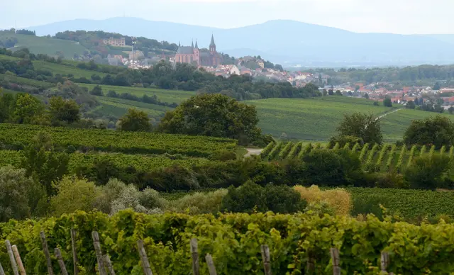 Wanderungen durch die rheinhessischen Weinberge bieten sich am Maifeiertag an. (Archivbild) | Foto: Roland Holschneider/dpa